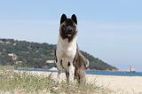 AKITA AMERICAIN 089